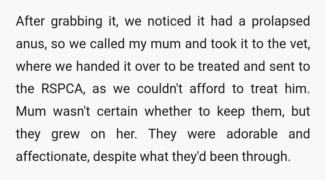 After grabbing it, we noticed it had a prolapsed anus, so we called my mum and took it to the vet, where we handed it over to be treated and...