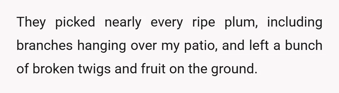 They picked nearly every ripe plum, including branches hanging over my patio, and left a bunch of broken twigs and fruit on the ground.