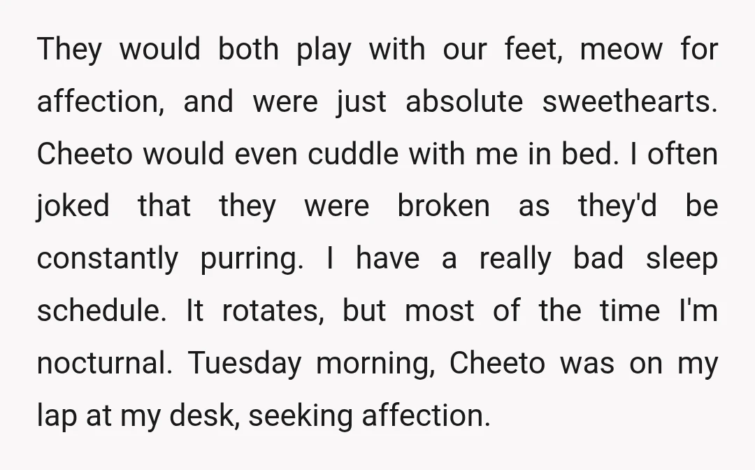 They would both play with our feet, meow for affection, and were just absolute sweethearts. Cheeto would even cuddle with me in bed. I often joked that they were broken...
