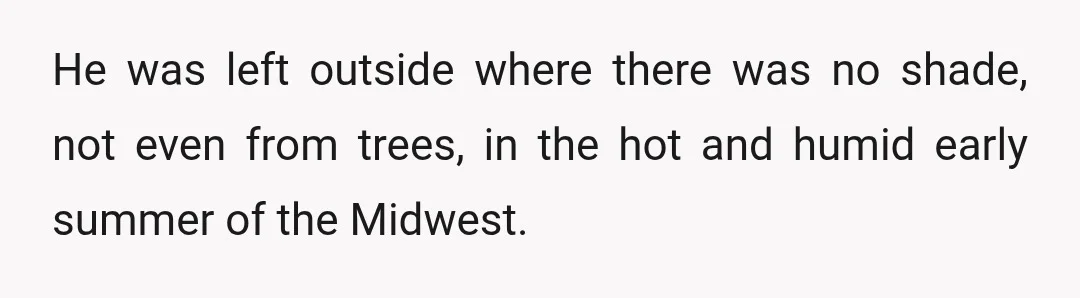 He was left outside where there was no shade, not even from trees, in the hot and humid early summer of the Midwest.